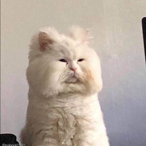 Meet your Posher, Jia